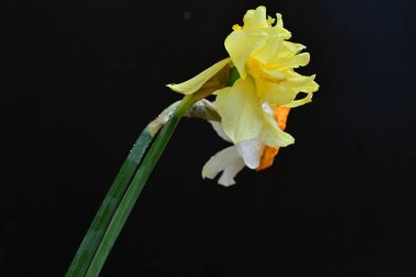 Siyah arkaplanda beyaz nergis çiçekleri