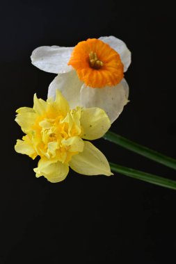 Siyah arkaplanda beyaz nergis çiçekleri