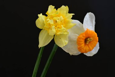 Siyah arkaplanda beyaz nergis çiçekleri