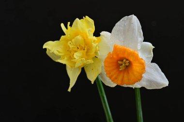 Siyah arkaplanda beyaz nergis çiçekleri