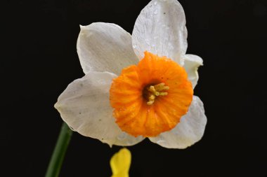 Beyaz nergis çiçeğini kapat. 