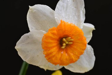 Beyaz nergis çiçeğini kapat. 