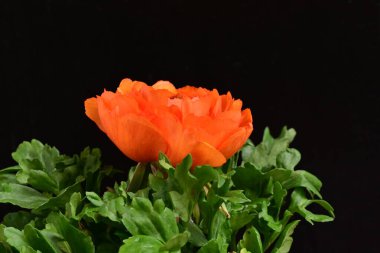 turuncu Ranunculus çiçeği siyaha yakın 