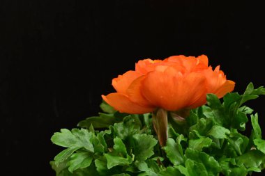 turuncu Ranunculus çiçeği siyaha yakın 