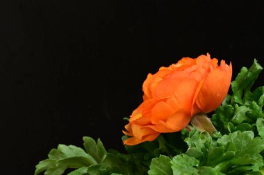 turuncu Ranunculus çiçeği siyaha yakın 