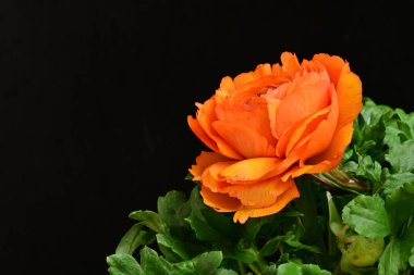 turuncu Ranunculus çiçeği siyaha yakın 