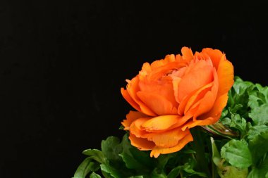 turuncu Ranunculus çiçeği siyaha yakın 