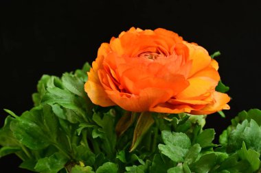 turuncu Ranunculus çiçeği siyaha yakın 