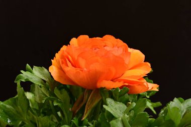 turuncu Ranunculus çiçeği siyaha yakın 