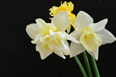 Siyah arkaplanda beyaz nergis çiçekleri