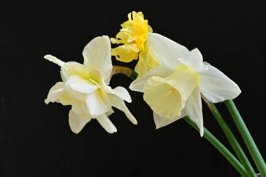 Siyah arkaplanda beyaz nergis çiçekleri