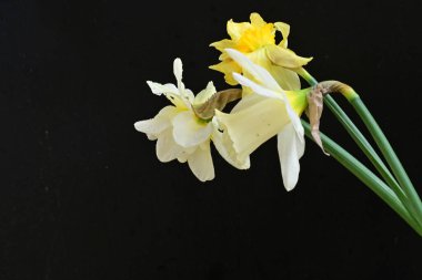 Siyah arkaplanda beyaz nergis çiçekleri