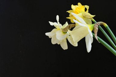 Siyah arkaplanda beyaz nergis çiçekleri