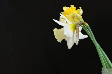 Siyah arkaplanda beyaz nergis çiçekleri