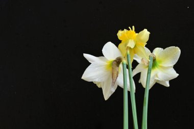 Siyah arkaplanda beyaz nergis çiçekleri