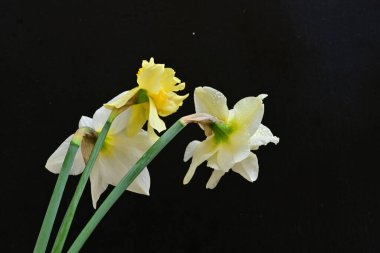 Siyah arkaplanda beyaz nergis çiçekleri