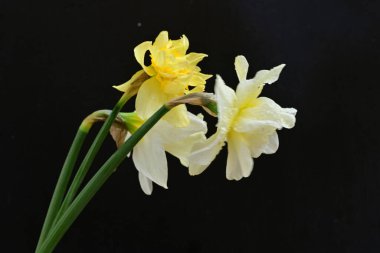 Siyah arkaplanda beyaz nergis çiçekleri