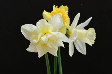 Siyah arkaplanda beyaz nergis çiçekleri