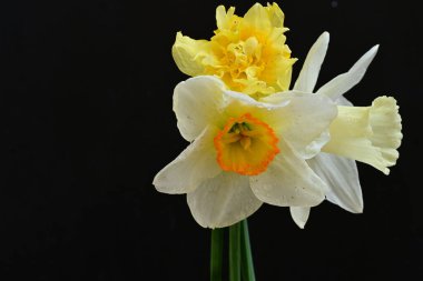 Siyah arkaplanda beyaz nergis çiçekleri