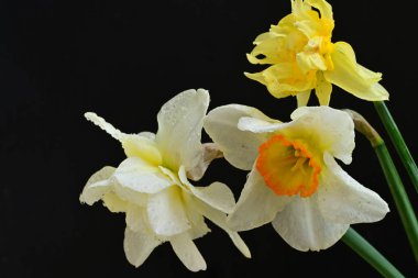 Siyah arkaplanda beyaz nergis çiçekleri