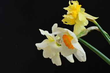 Siyah arkaplanda beyaz nergis çiçekleri