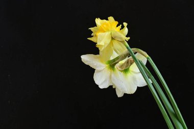 Siyah arkaplanda beyaz nergis çiçekleri