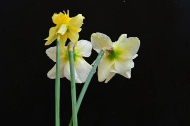 Siyah arkaplanda beyaz nergis çiçekleri