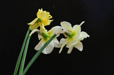 Siyah arkaplanda beyaz nergis çiçekleri