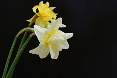 Siyah arkaplanda beyaz nergis çiçekleri