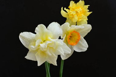 Siyah arkaplanda beyaz nergis çiçekleri