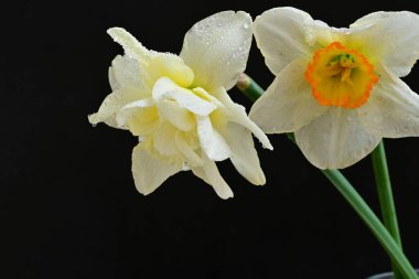 Siyah arkaplanda beyaz nergis çiçekleri