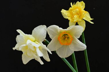 Siyah arkaplanda beyaz nergis çiçekleri