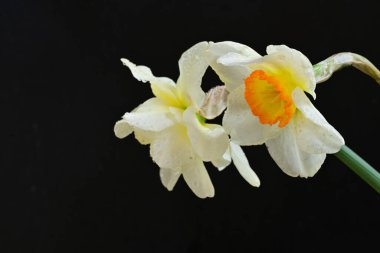 Siyah arkaplanda beyaz nergis çiçekleri