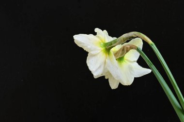 Siyah arkaplanda beyaz nergis çiçekleri