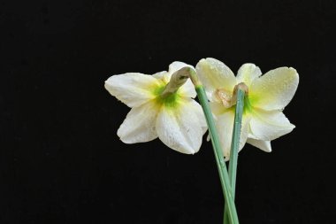 Siyah arkaplanda beyaz nergis çiçekleri