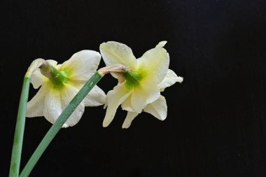 Siyah arkaplanda beyaz nergis çiçekleri