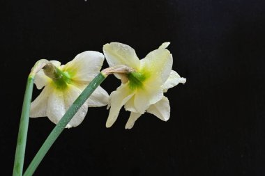 Siyah arkaplanda beyaz nergis çiçekleri