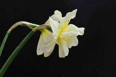 Siyah arkaplanda beyaz nergis çiçekleri