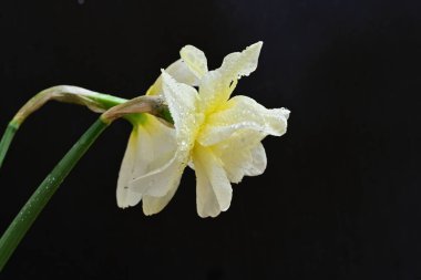 Siyah arkaplanda beyaz nergis çiçekleri