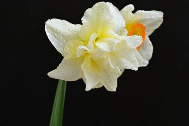 Siyah arkaplanda beyaz nergis çiçekleri