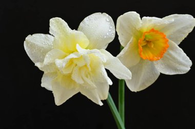 Siyah arkaplanda beyaz nergis çiçekleri