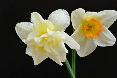 Siyah arkaplanda beyaz nergis çiçekleri