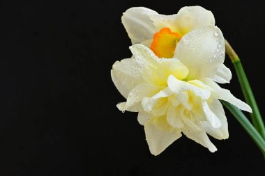 Siyah arkaplanda beyaz nergis çiçekleri