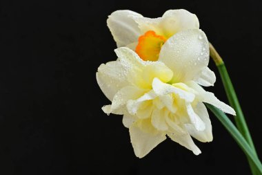 Siyah arkaplanda beyaz nergis çiçekleri