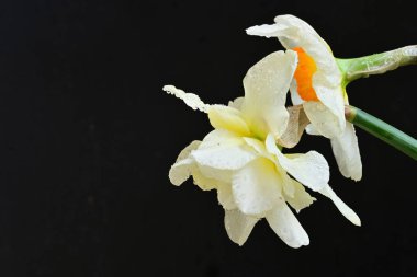 Siyah arkaplanda beyaz nergis çiçekleri