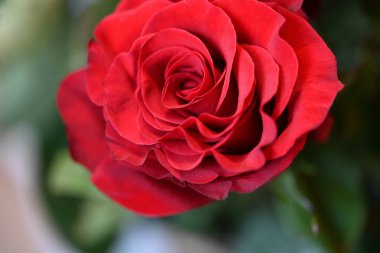 Koyu arkaplanda güzel bir gül çiçeği                        