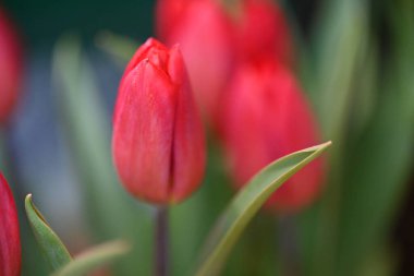 bahçede büyüyen kırmızı lale
