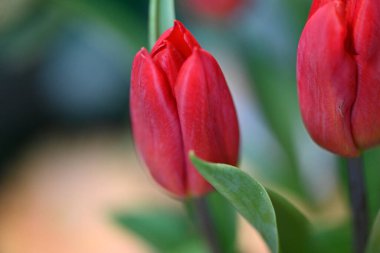 bahçede büyüyen kırmızı lale