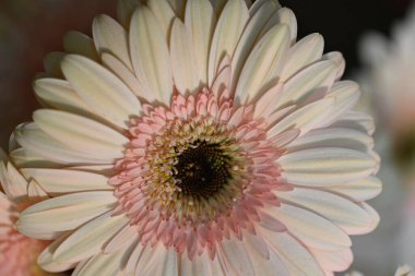 Güzel turuncu Gerbera çiçeği, yaklaş.