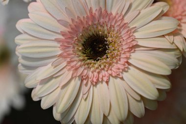 Güzel turuncu Gerbera çiçeği, yaklaş.